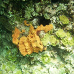 Cozumel coral
